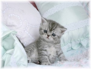Silver Tabby Exotic Short Hair Persian Exotic Short Haired Persian Kittens