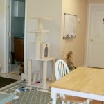 inside cattery2