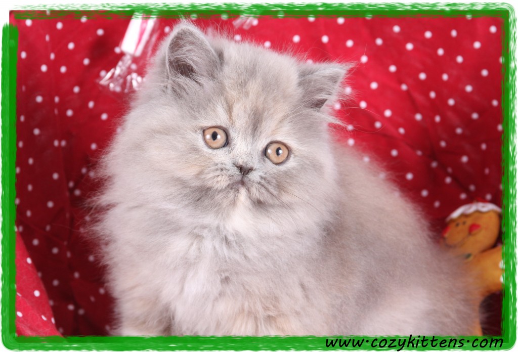 Blue Cream Persian Kitten Superior Quality Luxury Persian Kittens For