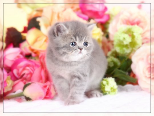 Exotic Short Haired Persian Kitten