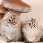 Teacup Rughugger Persian Kittens