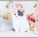 Dilute Calico Persian Kitten
