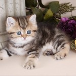 Exotic Short Hair Persian Kitten