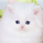 White Persian Kitten