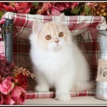 Persian Kitten For Sale