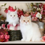 Kirby & Baxter