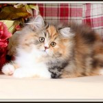 Calico Tabby Persian Kitten