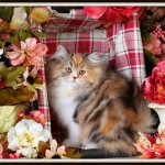 Calico Tabby Persian Kitten