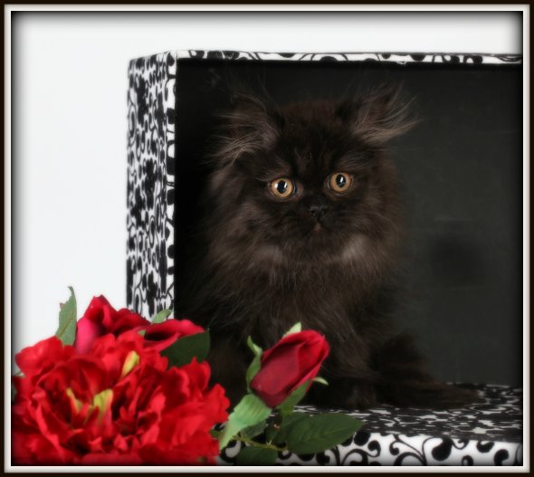 Black Persian Kittens (Past