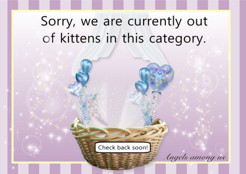 No Available Kitten