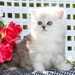 Shaded Silver Teacup Persian Kitten