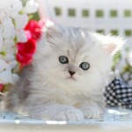 Shaded Silver Teacup Persian Kitten