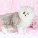 Shaded Silver Persian Kitten For Sale