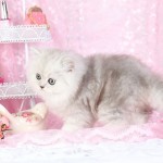 Shaded Silver Persian Kitten