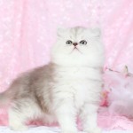 Shaded Silver Persian Kitten