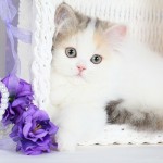 Calico kittens