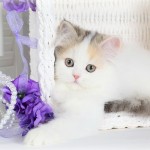 Calico Kittens