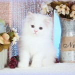 White Himalayan Kitten For Sale
