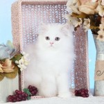 White Himalayan