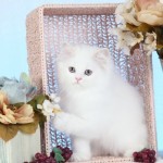 White Himalayan