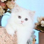 White Himalayan