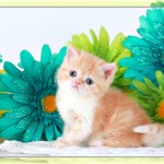 Red Shell Cameo & White Exotic Short Hair Teacup Kitten For Sale