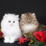 Silver and Golden Teacup Kittens