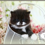 Black and White Tuxedo Teacup Persian Kitten For Sale