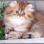 Golden Chinchilla Teacup Persian Kitten