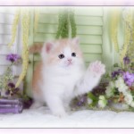 Strawberry Blonde & White Teacup Exotic Short Hair Kitten For Sale