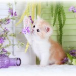 Red Shell Cameo & White Teacup Exotic Short Hair Kitten For Sale