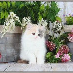 Pastel Calico Teacup Persian Kitten