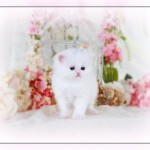 Pure White Persian Kitten