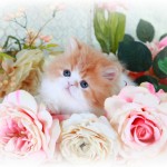 Red & White Bi-Color Teacup Persian Kitten For Sale