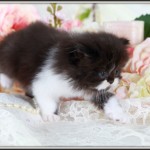 Black and White Bi-Color Toy Persian Kitten For Sale