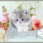 Chinchilla Blue Golden & White Bi-Color Toy Exotic Short Hair Kitten For Sale