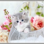 Chinchilla Blue Golden Teacup Persian Kitten