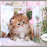 Click on my picture for more information about me!