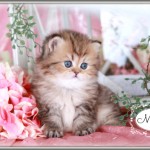 Click on my photo for more information about me!