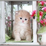 Click on my photo for more information on me!