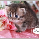 Click on my photo for more information on me!
