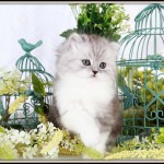 Black Smoke & White Bi-Color Toy Persian Kitten