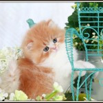 Red and White Bi-Color Toy Persian Kitten