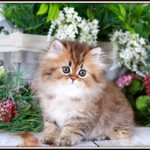 Fairy Dust Gold Teacup Persian Kitten
