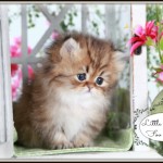 Click on my photo for more information on me!