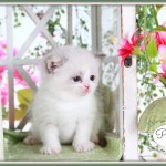 Chocolate Cream Point with White Himalayan Exotic Short Hair Kitten Chocolate Cream Point with White Himalayan Exotic Short Hair Kitten