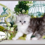 Black Smoke and White Toy Persian Kitten For Sale