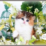 Calico Tabby Patchwork Teacup Persian Kitten
