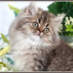 Shaded Golden Teacup Persian Kitten