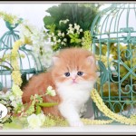 Red and White Bi-Color Teacup Persian Kitten For Sale